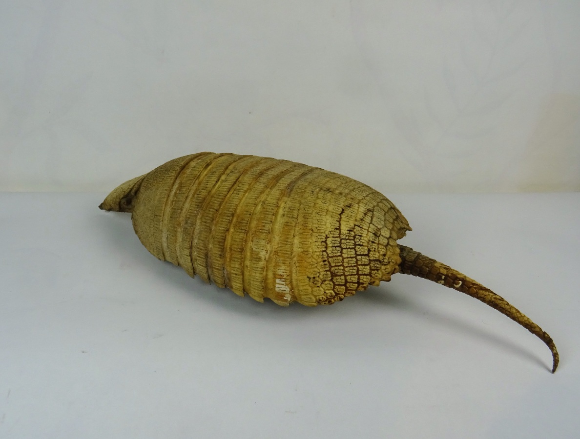 Taxidermy Armadillo Shell